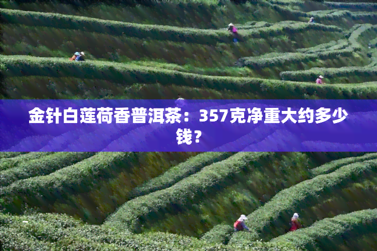 金针白莲荷香普洱茶：357克净重大约多少钱？