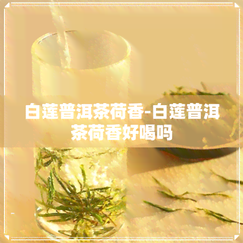 白莲普洱茶荷香-白莲普洱茶荷香好喝吗