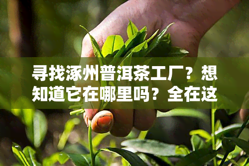 寻找涿州普洱茶工厂？想知道它在哪里吗？全在这里！