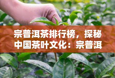 宗普洱茶排行榜，探秘中国茶叶文化：宗普洱茶排行榜解读