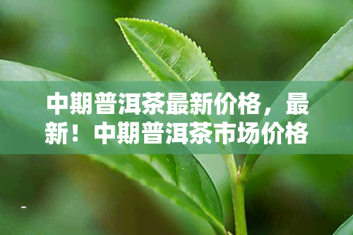 中期普洱茶最新价格，最新！中期普洱茶市场价格走势分析