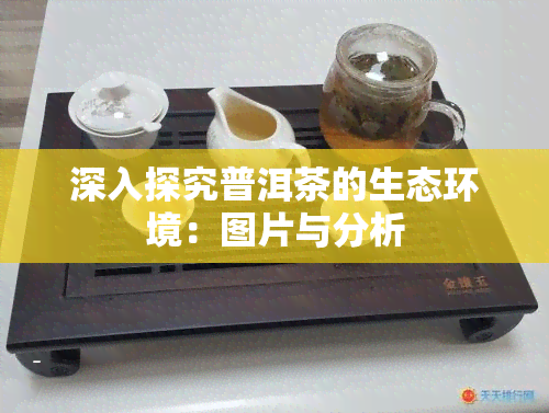 深入探究普洱茶的生态环境：图片与分析