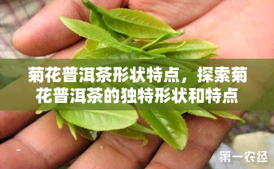 菊花普洱茶形状特点，探索菊花普洱茶的独特形状和特点