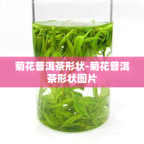 菊花普洱茶形状-菊花普洱茶形状图片