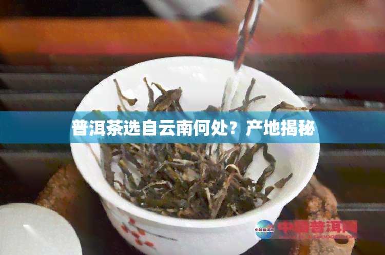 普洱茶选自云南何处？产地揭秘