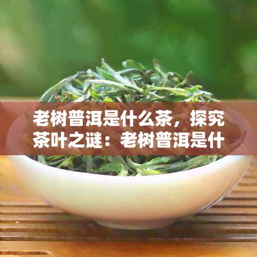 老树普洱是什么茶，探究茶叶之谜：老树普洱是什么茶？