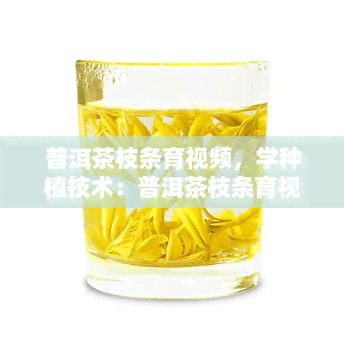 普洱茶枝条育视频，学种植技术：普洱茶枝条育视频教程