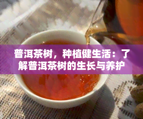 普洱茶树，种植健生活：了解普洱茶树的生长与养护