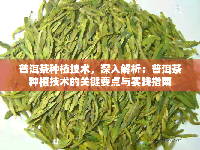 普洱茶种植技术，深入解析：普洱茶种植技术的关键要点与实践指南