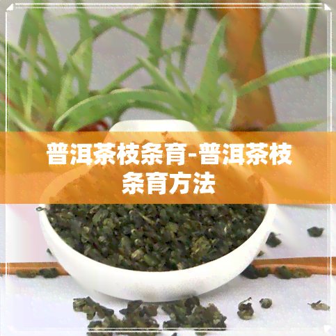 普洱茶枝条育-普洱茶枝条育方法