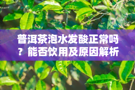 普洱茶泡水发酸正常吗？能否饮用及原因解析