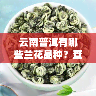 云南普洱有哪些兰花品种？查看精美图片