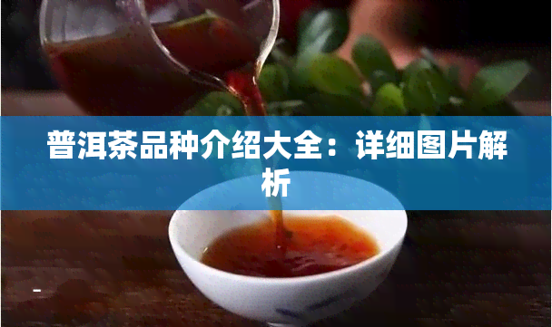 普洱茶品种介绍大全：详细图片解析