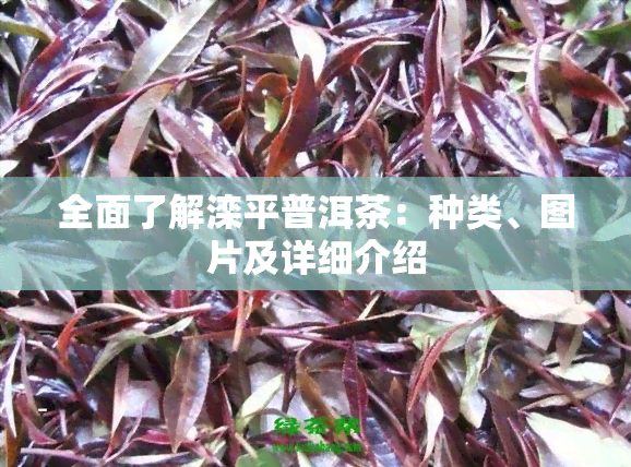 全面了解滦平普洱茶：种类、图片及详细介绍