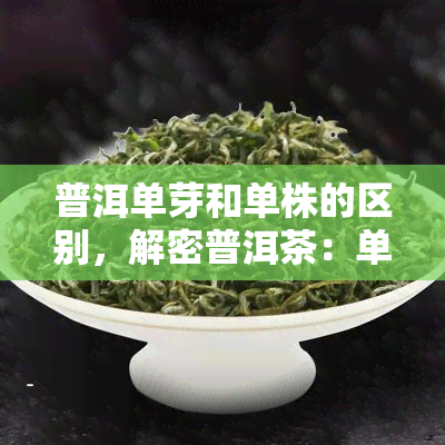 普洱单芽和单株的区别，解密普洱茶：单芽与单株的区别是什么？