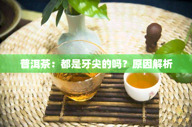 普洱茶：都是牙尖的吗？原因解析