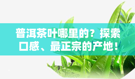 普洱茶叶哪里的？探索口感、最正宗的产地！