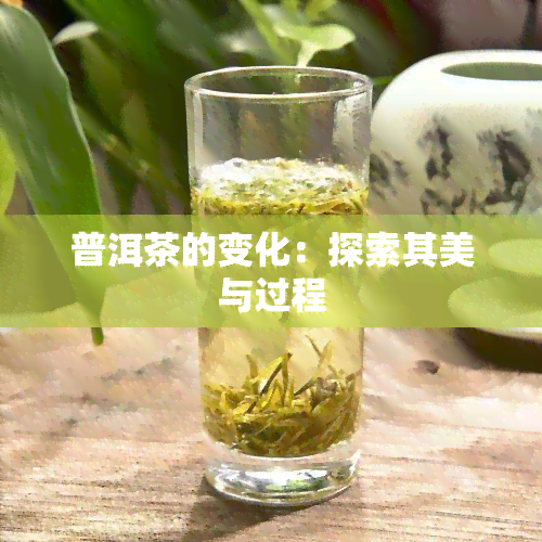 普洱茶的变化：探索其美与过程