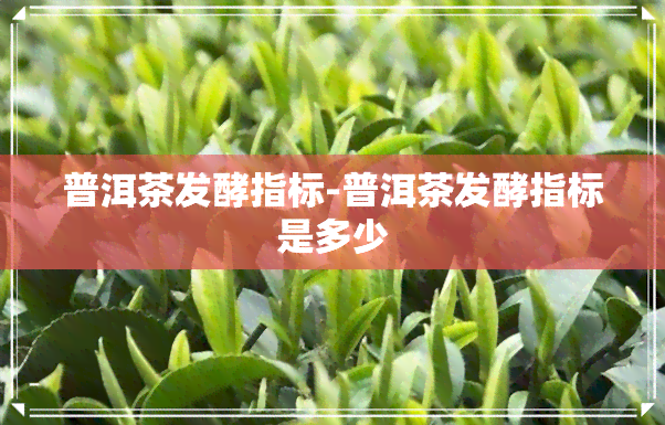 普洱茶发酵指标-普洱茶发酵指标是多少