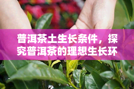 普洱茶土生长条件，探究普洱茶的理想生长环境：揭秘其独特的土要求