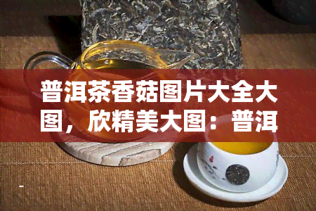 普洱茶香菇图片大全大图，欣精美大图：普洱茶与香菇的完美搭配！