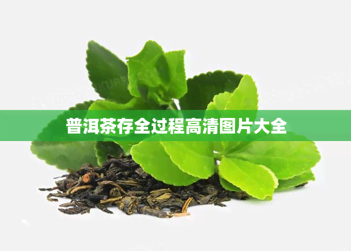 普洱茶存全过程高清图片大全