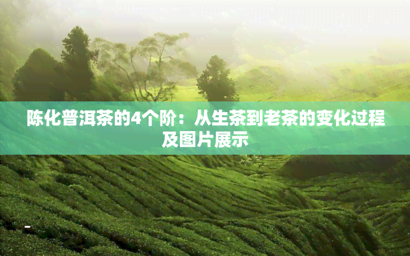 陈化普洱茶的4个阶：从生茶到老茶的变化过程及图片展示