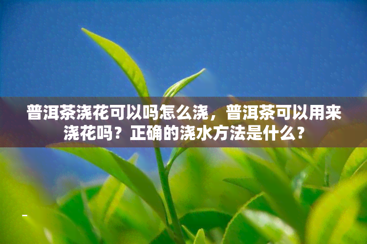 普洱茶浇花可以吗怎么浇，普洱茶可以用来浇花吗？正确的浇水方法是什么？