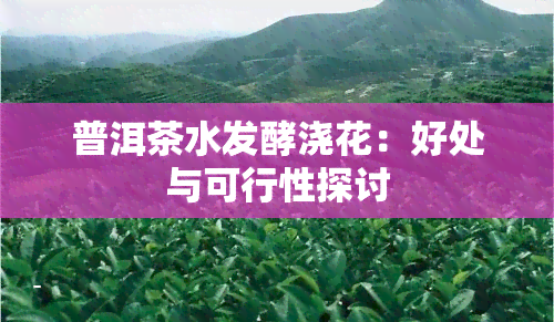 普洱茶水发酵浇花：好处与可行性探讨