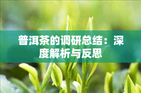 普洱茶的调研总结：深度解析与反思