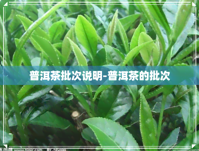 普洱茶批次说明-普洱茶的批次