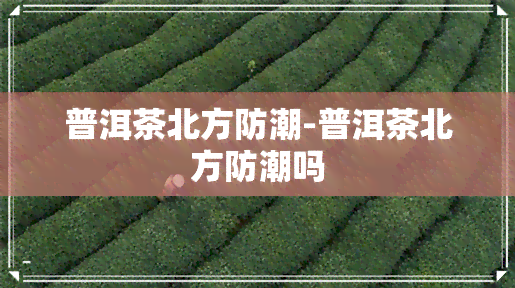 普洱茶北方防潮-普洱茶北方防潮吗