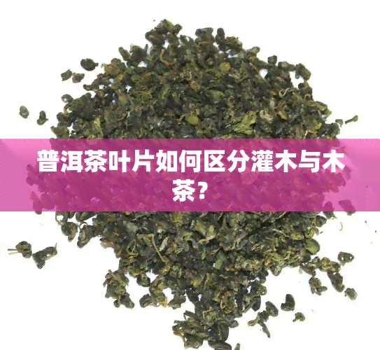 普洱茶叶片如何区分灌木与木茶？