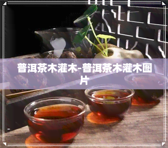 普洱茶木灌木-普洱茶木灌木图片