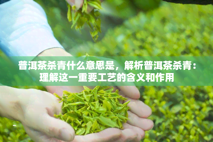 普洱茶杀青什么意思是，解析普洱茶杀青：理解这一重要工艺的含义和作用