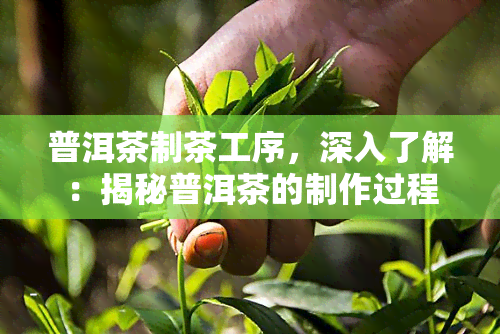 普洱茶制茶工序，深入了解：揭秘普洱茶的制作过程