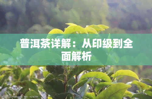 普洱茶详解：从印级到全面解析