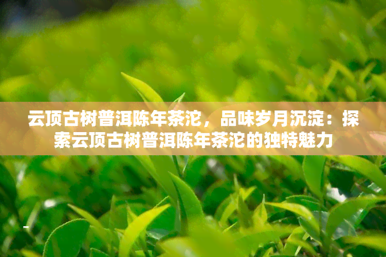 云顶古树普洱陈年茶沱，品味岁月沉淀：探索云顶古树普洱陈年茶沱的独特魅力