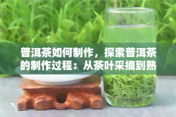 普洱茶如何制作，探索普洱茶的制作过程：从茶叶采摘到熟化的过程