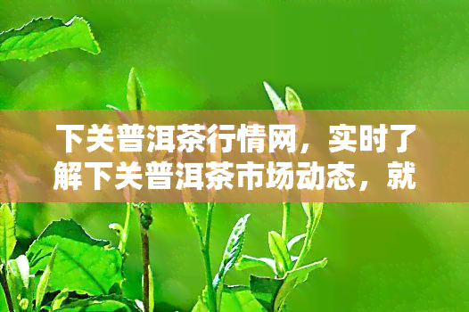 下关普洱茶行情网，实时了解下关普洱茶市场动态，就上下关普洱茶行情网！