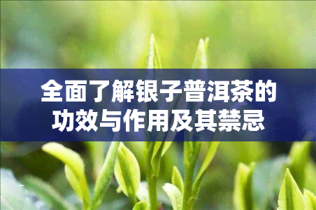 全面了解银子普洱茶的功效与作用及其禁忌