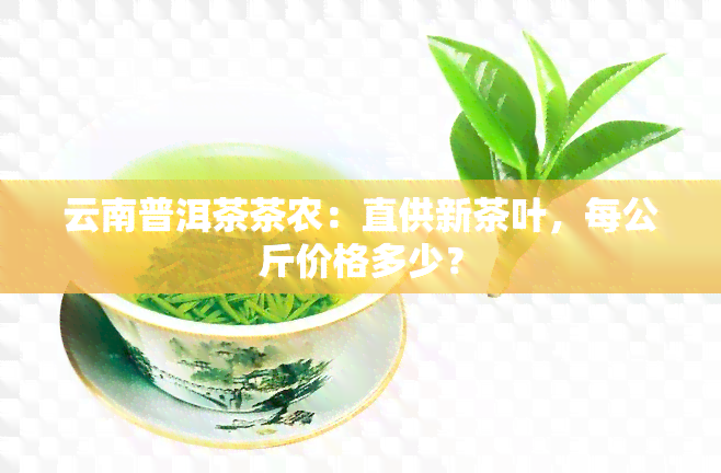 云南普洱茶茶农：直供新茶叶，每公斤价格多少？