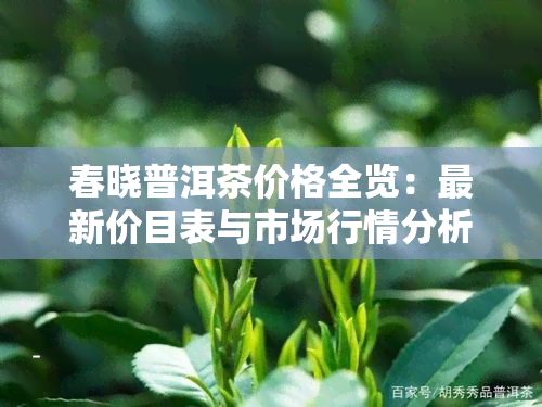 春晓普洱茶价格全览：最新价目表与市场行情分析