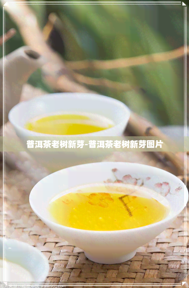 普洱茶老树新芽-普洱茶老树新芽图片