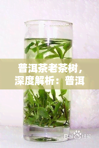 普洱茶老茶树，深度解析：普洱茶中的瑰宝——老茶树的魅力与价值