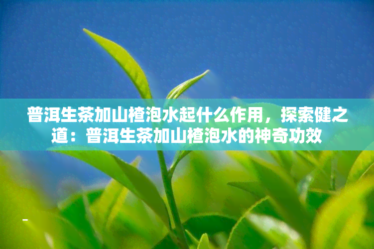 普洱生茶加山楂泡水起什么作用，探索健之道：普洱生茶加山楂泡水的神奇功效