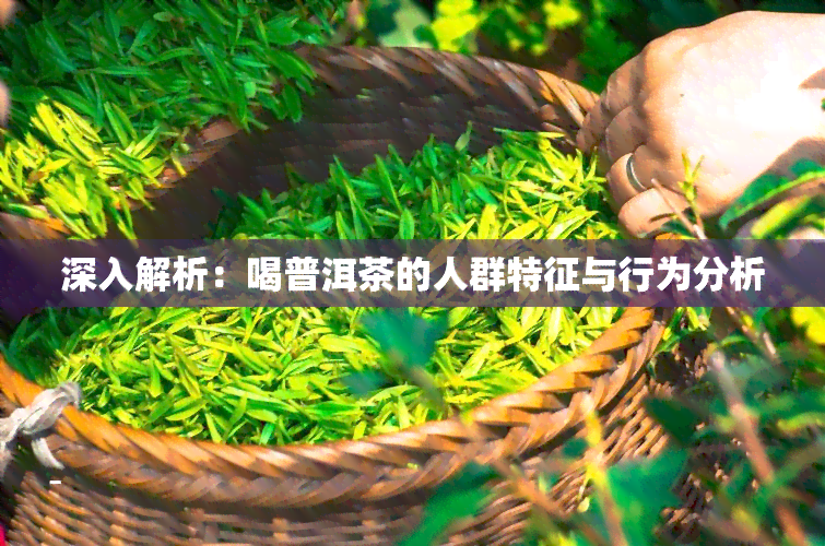 深入解析：喝普洱茶的人群特征与行为分析