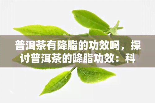 普洱茶有降脂的功效吗，探讨普洱茶的降脂功效：科学依据与实证研究