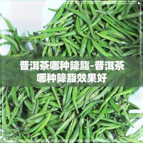 普洱茶哪种降脂-普洱茶哪种降脂效果好