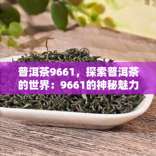 普洱茶9661，探索普洱茶的世界：9661的神秘魅力